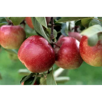 Natural Apple Plant